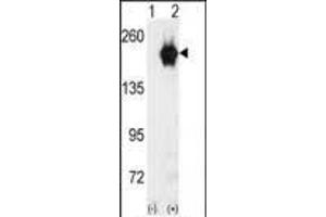 Western blot analysis of GAK (arrow) using GAK Antibody (C-term) (ABIN392633 and ABIN2842139). (GAK Antikörper  (C-Term))