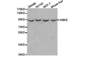 Western Blotting (WB) image for anti-Inhibitor of kappa Light Polypeptide Gene Enhancer in B-Cells, Kinase epsilon (IKBKE) antibody (ABIN1873180)
