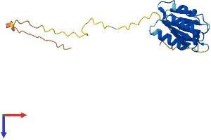 NDUFAF3 Protein (AA 1-185) (His tag)