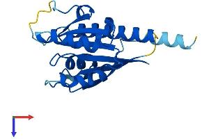 RABL5 Protein (AA 1-185) (His tag)