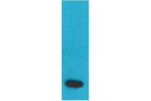 Western Blot (WB) analysis of Recombinant Human TNF a Protein with TNF alpha Mouse Monoclonal Antibody at 1:2000. (TNF alpha Antikörper)