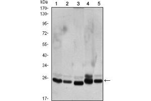 Western Blotting (WB) image for anti-Chromobox Homolog 1 (CBX1) antibody (ABIN1845962) (CBX1 Antikörper)