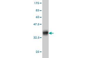 Western Blot detection against Immunogen (36. (KIT Antikörper  (AA 41-140))