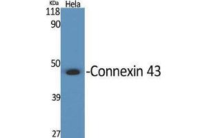 Western Blot (WB) analysis of specific cells using Connexin 43 Polyclonal Antibody. (Connexin 43/GJA1 Antikörper  (C-Term))