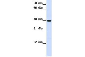 Western Blotting (WB) image for anti-Alcohol Dehydrogenase 1A (Class I), alpha Polypeptide (ADH1A) antibody (ABIN2458608) (ADH1A Antikörper)