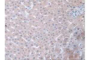IHC-P analysis of Human Liver Tissue, with DAB staining. (Fibrillin 1 Antikörper  (AA 723-902))