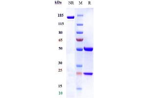 Anti-NKG2D / CD314 Reference Antibody (tesnatilimab) on SDS-PAGE under reducing (R) condition. (Rekombinanter NKG2D (Tesnatilimab Biosimilar) Antikörper)