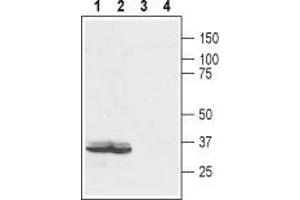 Western blot analysis of rat colon (lanes 1 and 3) and human colorectal adenocarcinoma (colo205) (lanes 2 and 4) lysates: - 1,2. (EDG4 Antikörper  (Extracellular, N-Term))