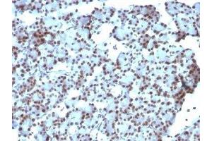 Formalin-fixed, paraffin-embedded rat pancreas stained with SUMO-1 antibody (SUMO1/1188) (SUMO1 Antikörper)