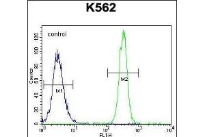 eNos Antibody  (ABIN655773 and ABIN2845211) flow cytometric analysis of K562 cells (right histogram) compared to a negative control cell (left histogram).