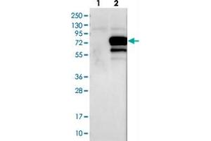 Western blot analysis of Lane 1: Negative control (vector only transfected HEK293T lysate), Lane 2: Over-expression Lysate (Co-expressed with a C-terminal myc-DDK tag (~3. (GRHL1 Antikörper)