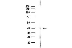 anti-Bone Morphogenetic Protein 8A (BMP8A) (Internal Region) antibody