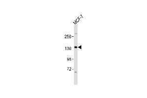 Anti-HER4 Antibody (p)at 1:2000 dilution + MCF-7 whole cell lysates Lysates/proteins at 20 μg per lane. (ERBB4 Antikörper  (C-Term))
