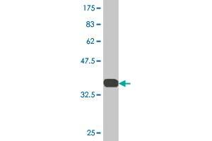 Western Blot detection against Immunogen (35. (SFPQ Antikörper  (AA 269-361))
