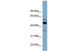 Image no. 1 for anti-Tubulin, epsilon 1 (TUBE1) (C-Term) antibody (ABIN6741994) (TUBE1 Antikörper  (C-Term))