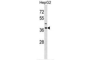 IGBP1 Antibody (Center) western blot analysis in HepG2 cell line lysates (35µg/lane). (IGBP1 Antikörper  (Middle Region))