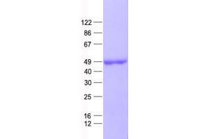 Western Blotting (WB) image for WD Repeat Domain 77 (WDR77) protein (His tag) (ABIN2735536)
