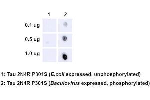 Dot Blot analysis using Rabbit Anti-Tau Monoclonal Antibody, Clone AH36 (ABIN6932902). (tau Antikörper  (pSer202, pThr205) (FITC))
