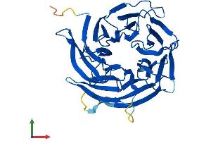 Protein Structure (PS) image for DDB1 and CUL4 Associated Factor 7 (DCAF7) (AA 1-342) protein (His tag) (ABIN7556590)