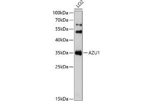 Western blot analysis of extracts of LO2 cells, using  Antibody (ABIN6129211, ABIN6137391, ABIN6137393 and ABIN6221731) at 1:1000 dilution. (Azurocidin Antikörper  (AA 27-251))
