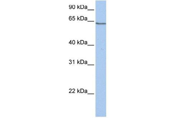 PCDHA4 Antikörper  (C-Term)