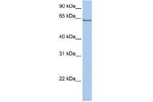 PCDHA4 antibody used at 1 ug/ml to detect target protein. (PCDHA4 Antikörper  (C-Term))