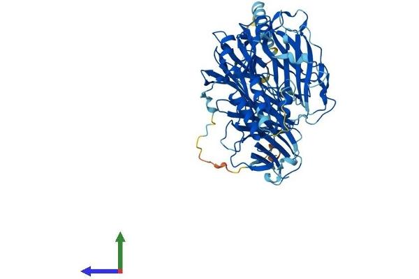 DBH Protein (AA 1-622) (His tag)