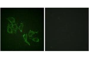 Immunofluorescence analysis of HepG2 cells, using A-RAF (Phospho-Tyr302) Antibody. (ARAF Antikörper  (pTyr302))