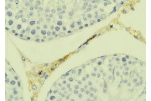 ABIN6277686 at 1/100 staining Mouse testis tissue by IHC-P. (TWEAK Antikörper  (N-Term))