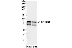 Western Blotting (WB) image for anti-Cell Cycle Associated Protein 1 (Caprin-1) (AA 550-600) antibody (ABIN7450064) (Caprin-1 Antikörper  (AA 550-600))