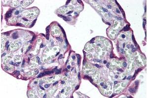 Human Placenta (formalin-fixed, paraffin-embedded) stained with HAPLN3 antibody ABIN292073 at 10 ug/ml followed by biotinylated goat anti-rabbit IgG secondary antibody ABIN481713, alkaline phosphatase-streptavidin and chromogen. (HAPLN3 Antikörper  (AA 1-50))