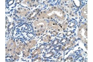 FKBP6 antibody was used for immunohistochemistry at a concentration of 4-8 ug/ml to stain Epithelial cells of renal tubule (arrows) in Human Kidney. (FKBP6 Antikörper  (Middle Region))