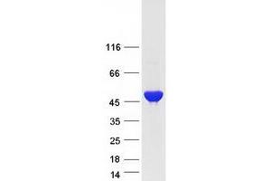 Validation with Western Blot (ASL Protein (Transcript Variant 1) (Myc-DYKDDDDK Tag))