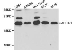 Western blot analysis of extract of various cells, using APITD1 antibody. (APITD1 Antikörper)