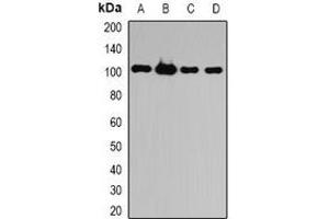Western blot analysis of ATG9B expression in HepG2 (A), HL60 (B), mouse liver (C), rat brain (D) whole cell lysates. (ATG9B Antikörper)