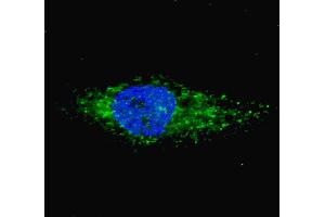 Fluorescent image of  cells stained with (ABIN6243032 and ABIN6577351) LC3 (G8A) (P45) antibody.