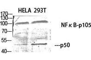 Western Blot (WB) analysis of specific cells using NFkappaB-p105/p50 Polyclonal Antibody. (NFKB1 Antikörper  (Thr157))