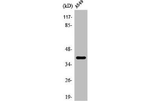 Western Blot analysis of A549 cells using TASK-5 Polyclonal Antibody (KCNK15 Antikörper  (C-Term))