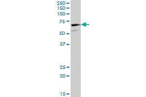 CAMKV MaxPab polyclonal antibody. (CAMKV Antikörper  (AA 1-501))