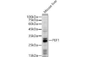 Western blot analysis of extracts of Mouse liver, using PEF1 antibody (ABIN7269202) at 1:500 dilution.