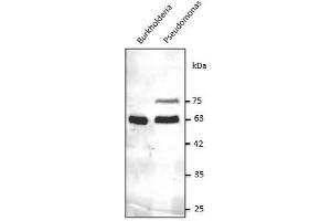 Anti-GroEL Ab at 1/2,500 dilution, 50-100 µg of total protein per Iane, rabbit polyclonal to goat lgG (HRP) at 1/10,000 dilution, (Chaperonin GroEL (GroEL) (C-Term) Antikörper)