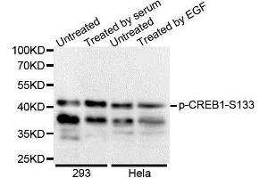 Western Blotting (WB) image for anti-cAMP Responsive Element Binding Protein 1 (CREB1) (pSer133) antibody (ABIN6225375) (CREB1 Antikörper  (pSer133))