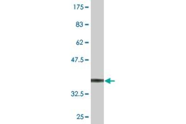 Slc26a9 antibody  (AA 496-605)