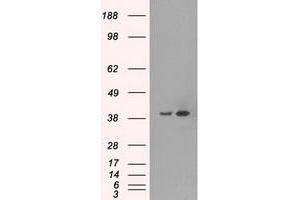 Image no. 1 for anti-Mitogen-Activated Protein Kinase 1 (MAPK1) antibody (ABIN1499293)