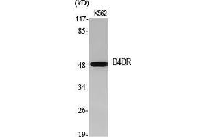 Western Blot (WB) analysis of specific cells using D4DR Polyclonal Antibody. (DRD4 Antikörper  (C-Term))