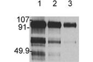 Western blot analysis: Lane 1 hHGF 1 μg, Lane 2 hHGF 0. (HGF Antikörper)
