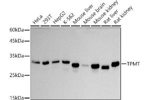 Western blot analysis of extracts of various cell lines, using TPMT antibody (ABIN7270797) at 1:1000 dilution. (TPMT Antikörper)