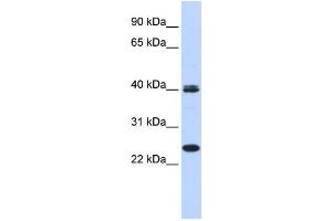 Western Blotting (WB) image for anti-Mesoderm Posterior 1 (MESP1) antibody (ABIN2458389) (MESP1 Antikörper)