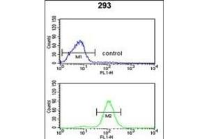CAT Antibody (Center) (ABIN652564 and ABIN2842380) flow cytometric analysis of 293 cells (bottom histogram) compared to a negative control cell (top histogram). (Catalase Antikörper  (AA 152-180))