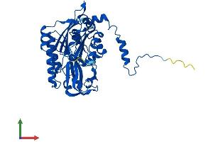 Protein Structure (PS) image for Ureidopropionase, beta (UPB1) (AA 1-393) protein (His tag) (ABIN7559805)
